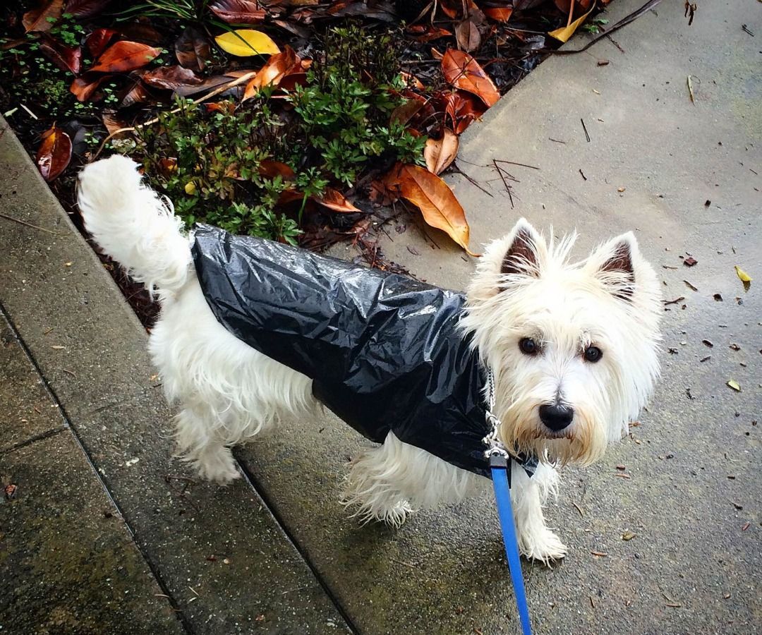Quick Cheap Doggy Rain Jacket