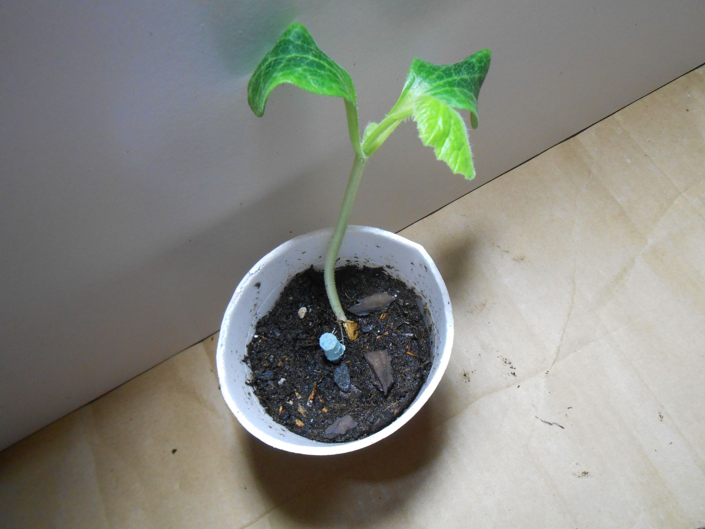 How to Grow Yellow Squash in Containers Instructables