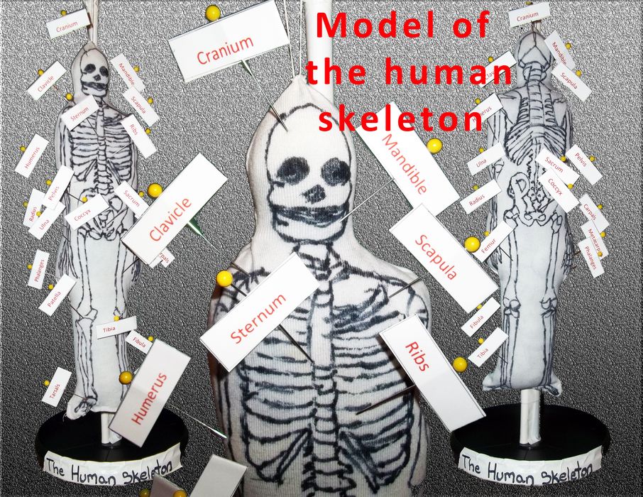 Instructables Skeleton Model of the Human Skeleton : 4 Steps - Instructables