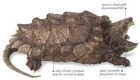 Proper Attire, Hunting Implements, and Location