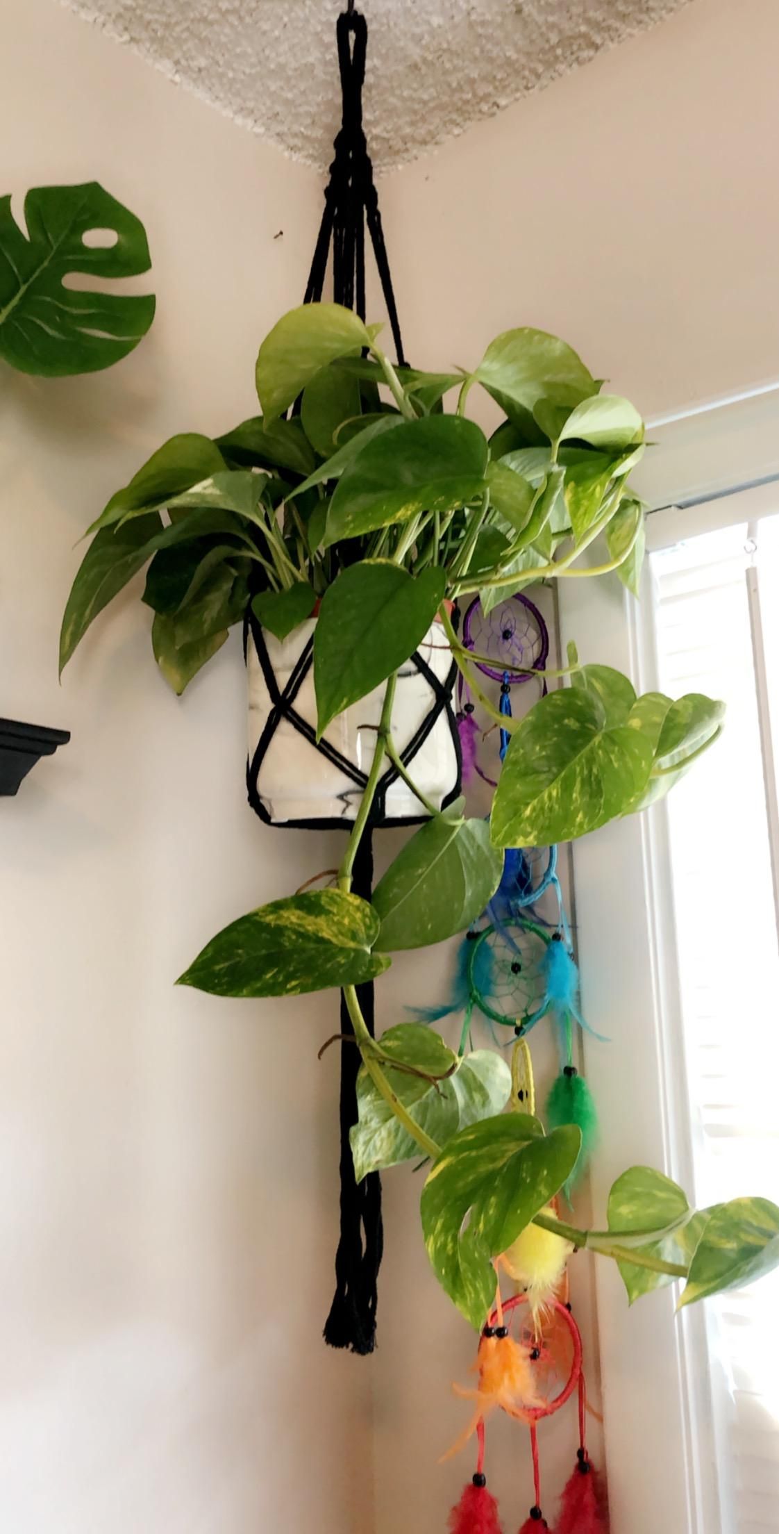 How to Water Your House Plants 10 Steps Instructables