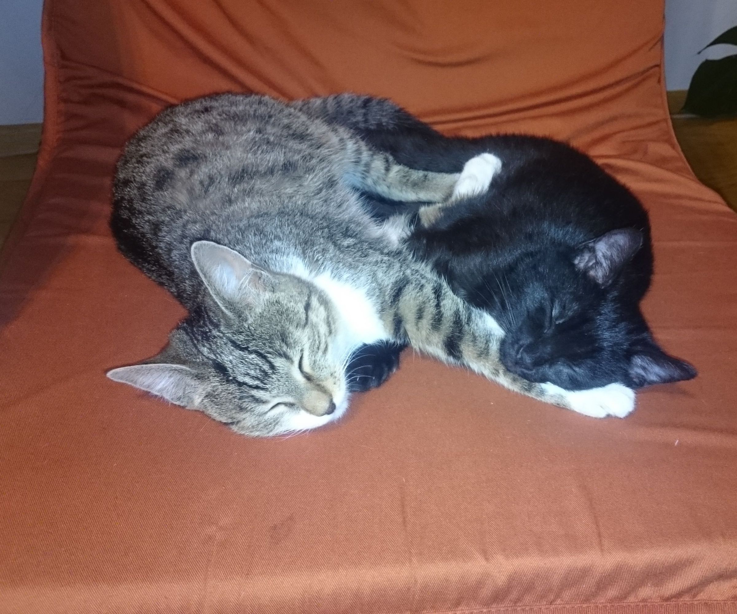 Easy Peasy Cat/dog Hair Removal From Furniture
