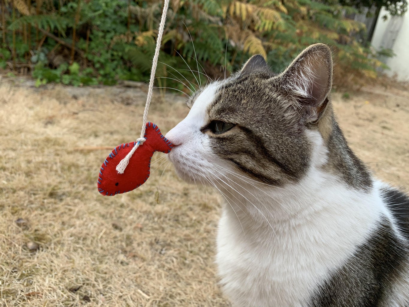 Introduction to Cat Toys Introduction to Cat Toys