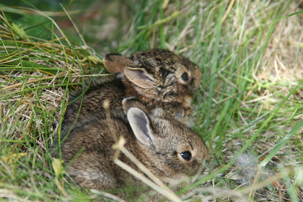 Baby Rabbit Na Baby Rabbits Nest