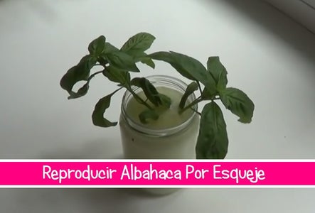 Como Reproducir Albahaca Por Esqueje