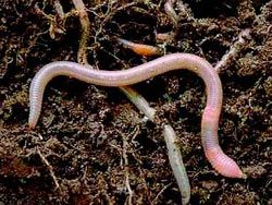 Worms Move In