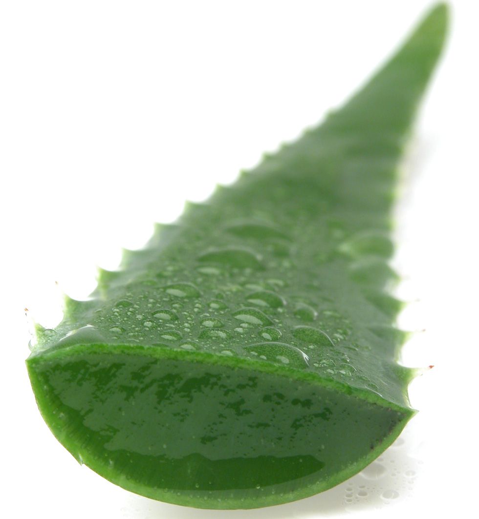 Aloe Deutsch