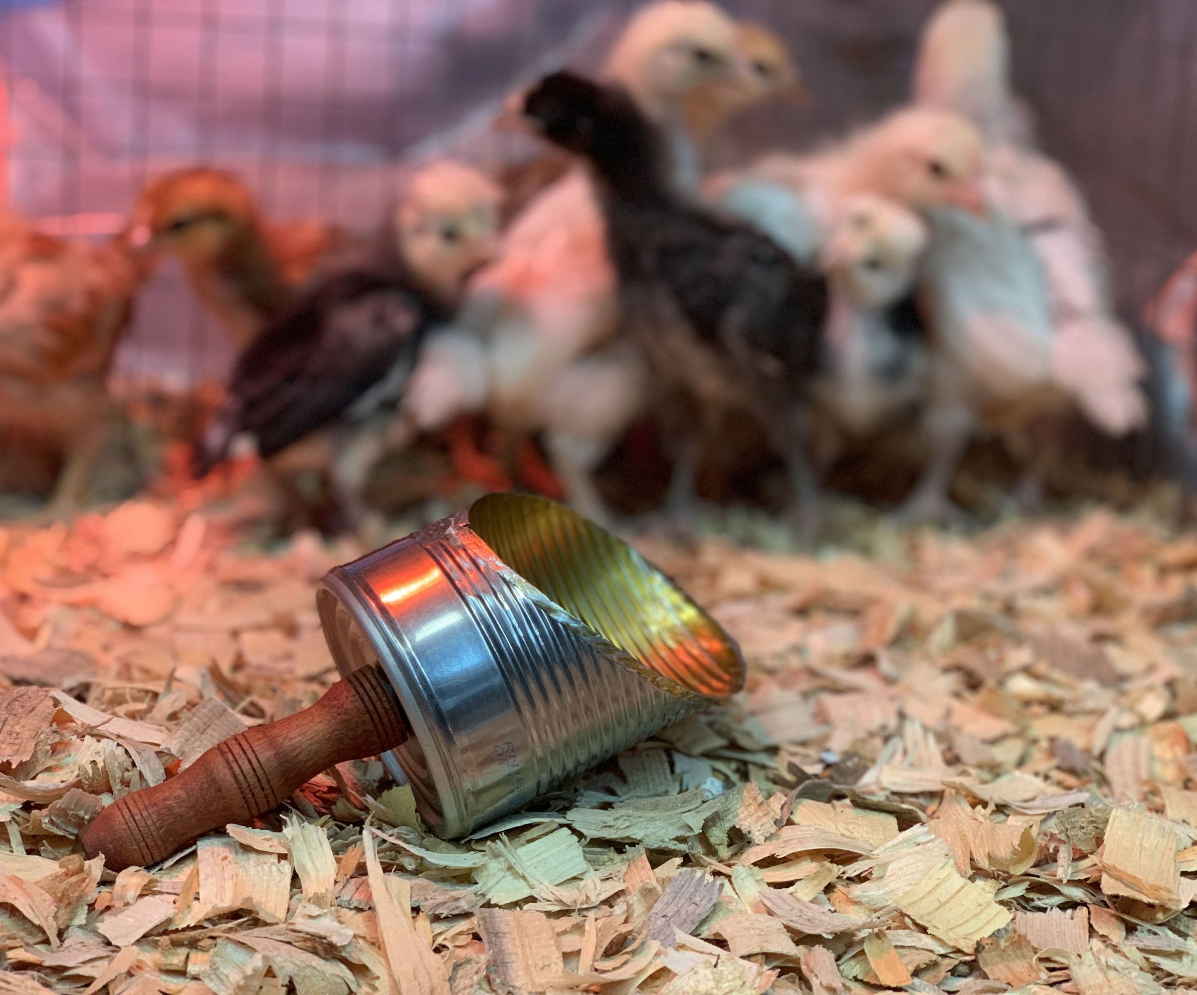 Simple Grain Scoop (from Recycled Material)