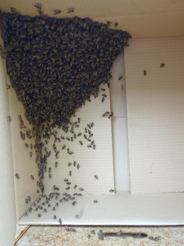 how to get rid of a swarm of bees
