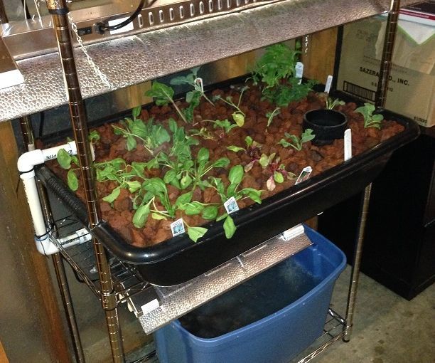 Garage Aquaponics Starter Project