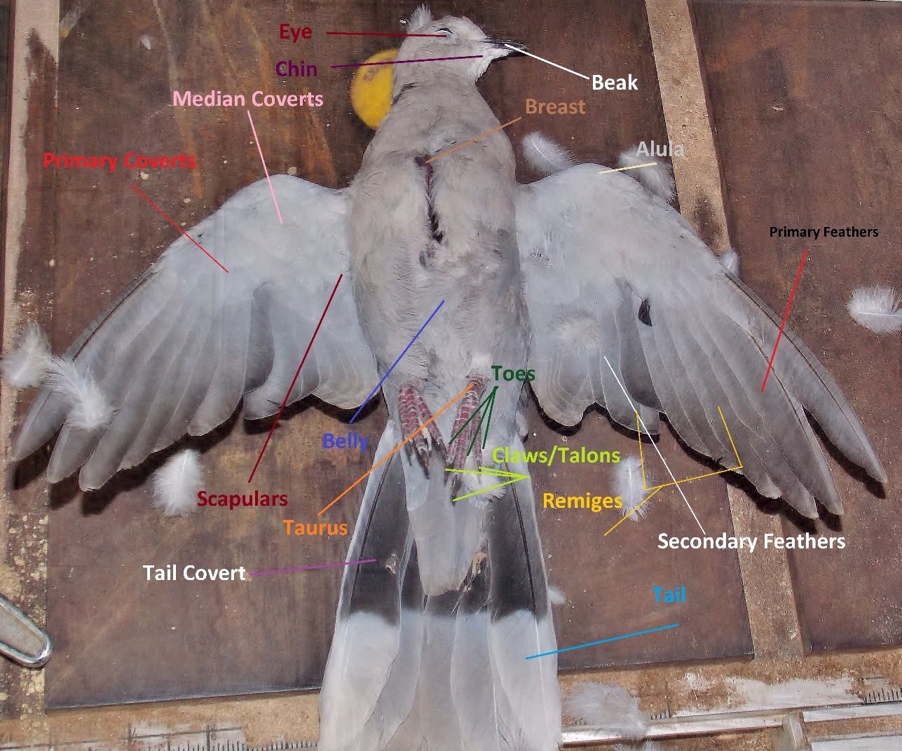 Taxidermy of Birds