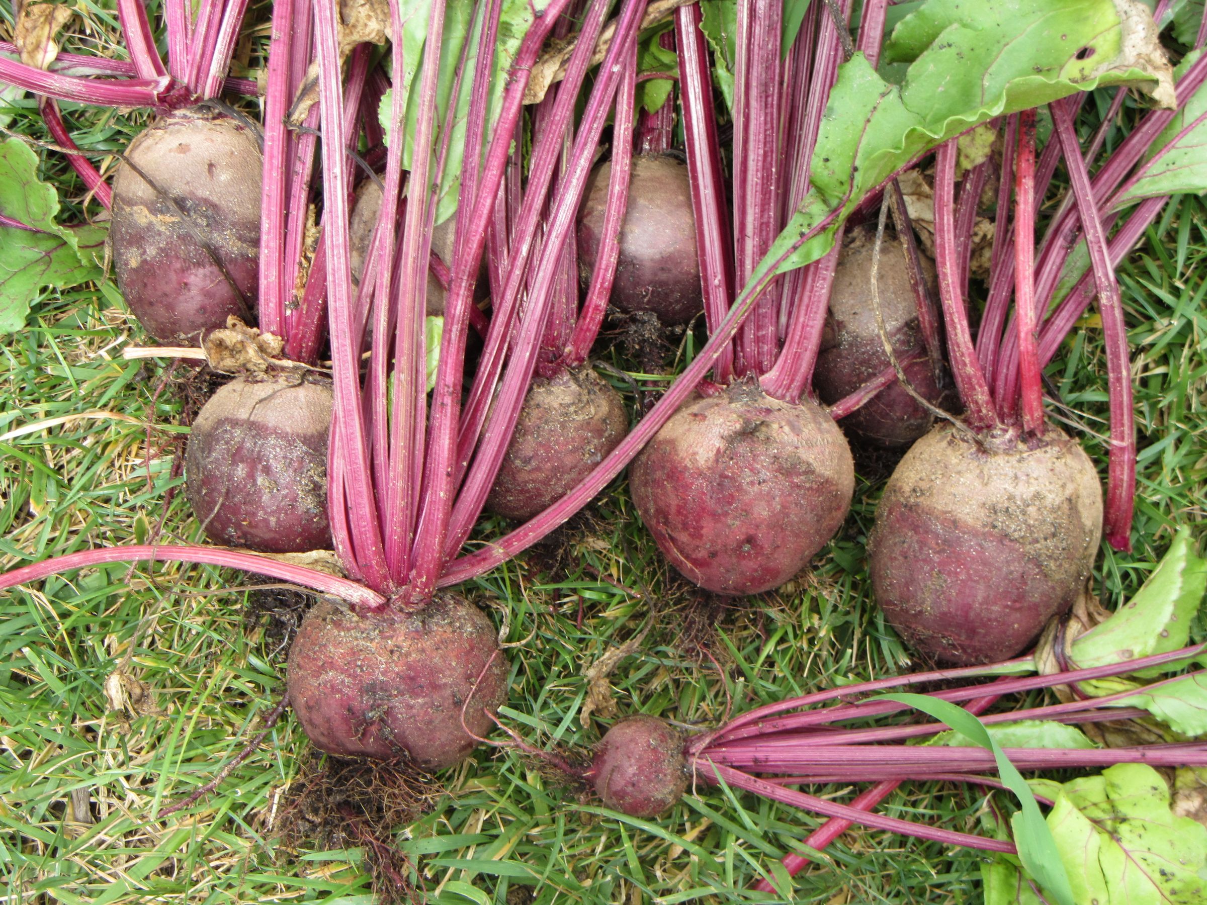 How to Grow Beets and Spinach in Cell Flats (Transplants!)