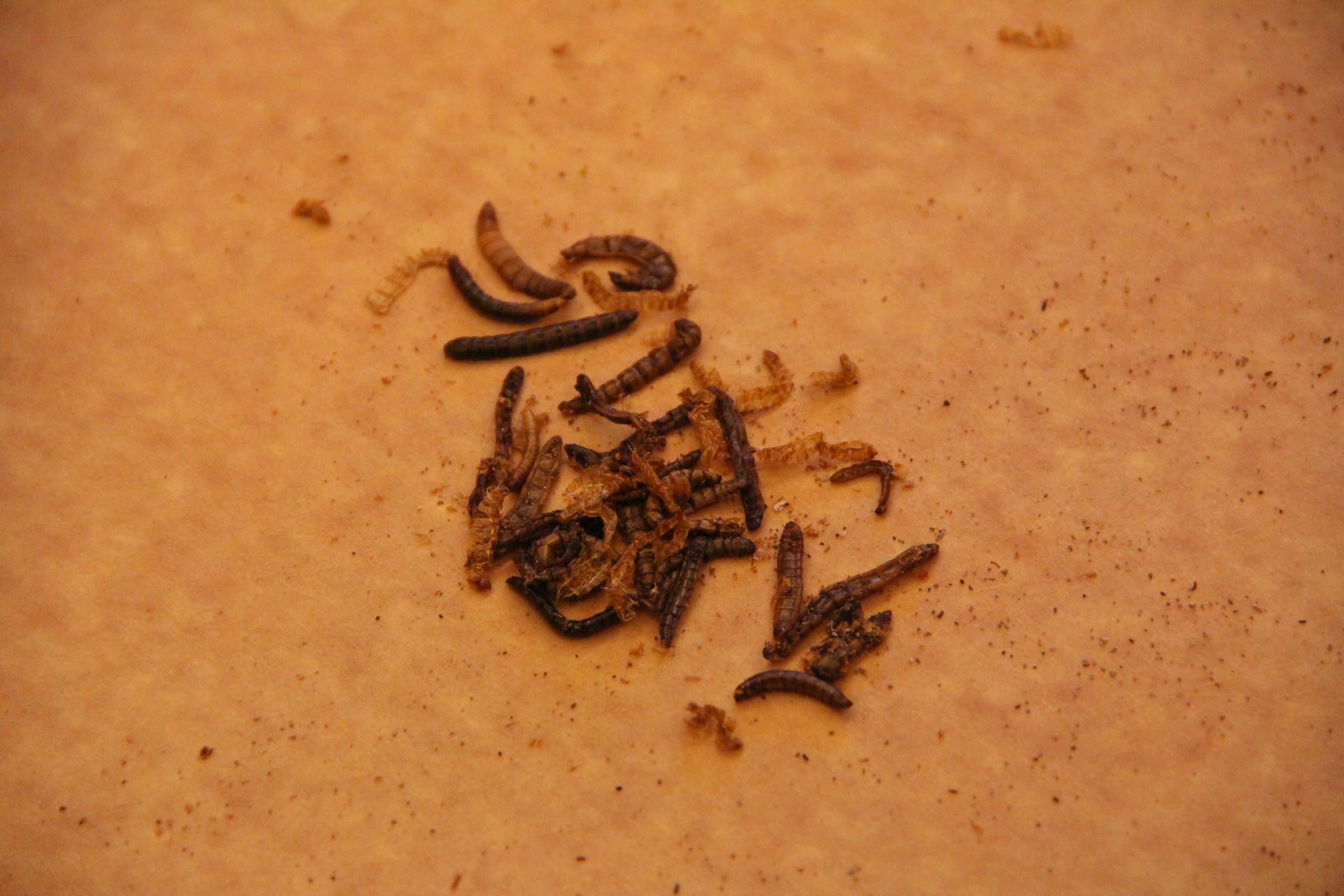 Insects for FoodPrep. 101 11 Steps (with Pictures) Instructables