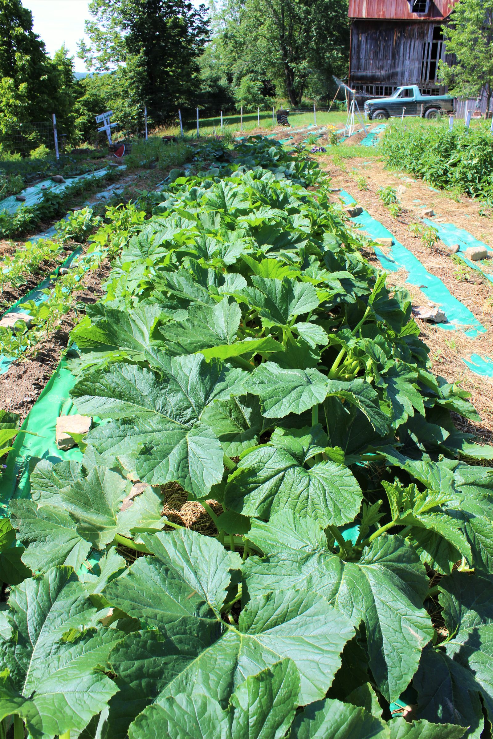 Summer Squash Recipes