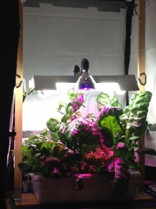 A Small DIY Home Hydroponics Setup 