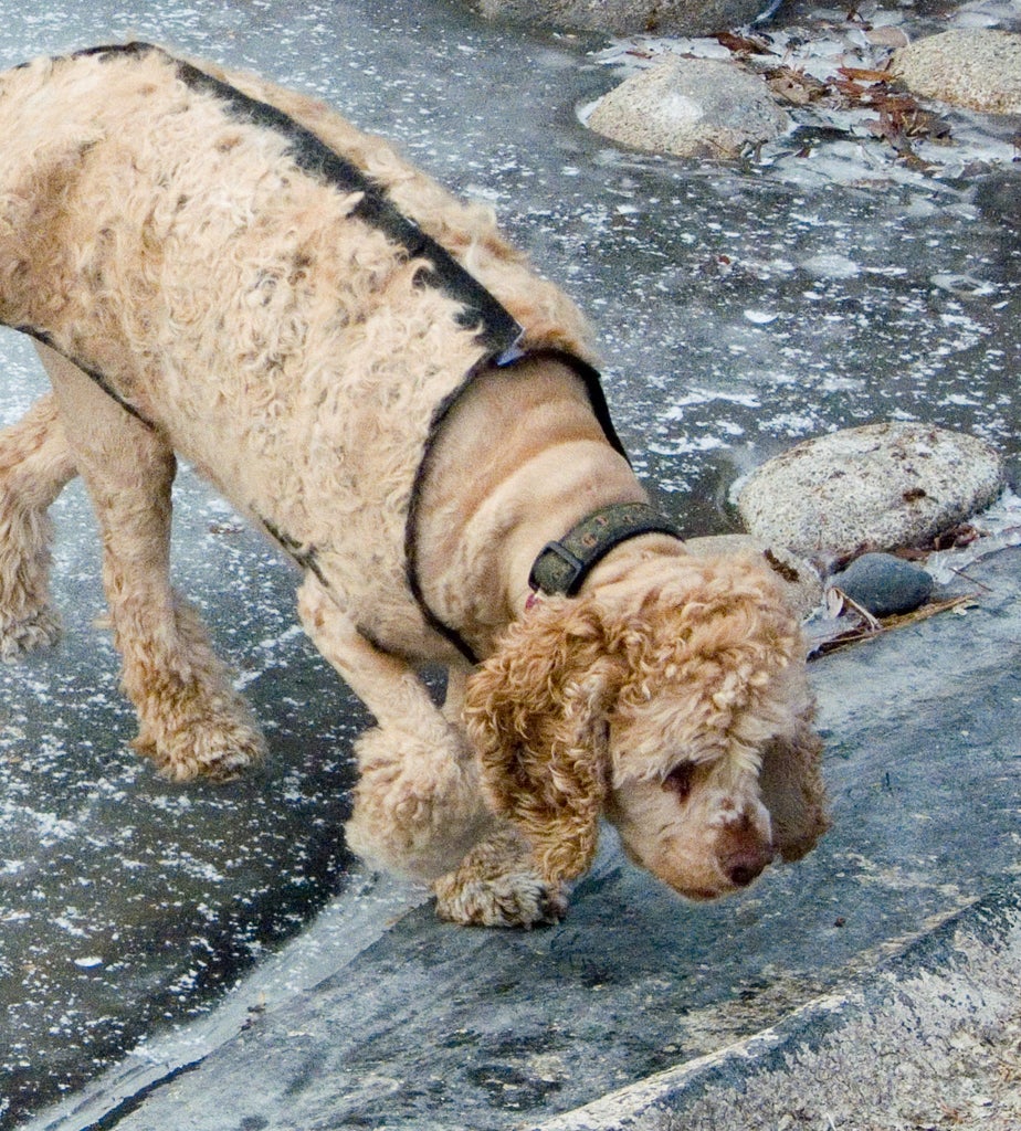 Can you felt with dog hair?
