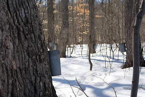 How to Make Candy From Trees