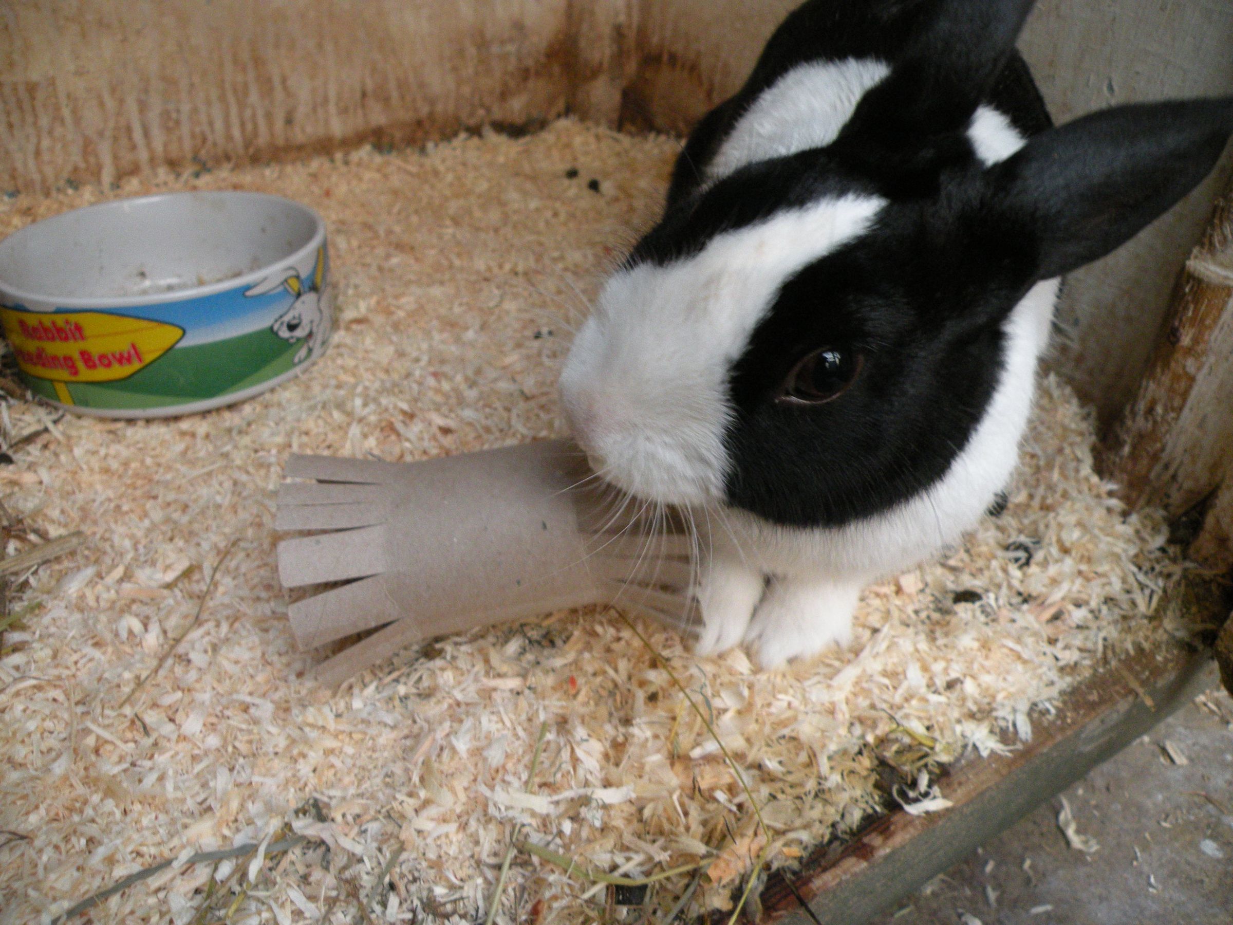 Rabbit Toys - Homemade Rabbit Toy 1