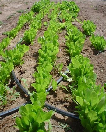 How to Plant Lettuce
