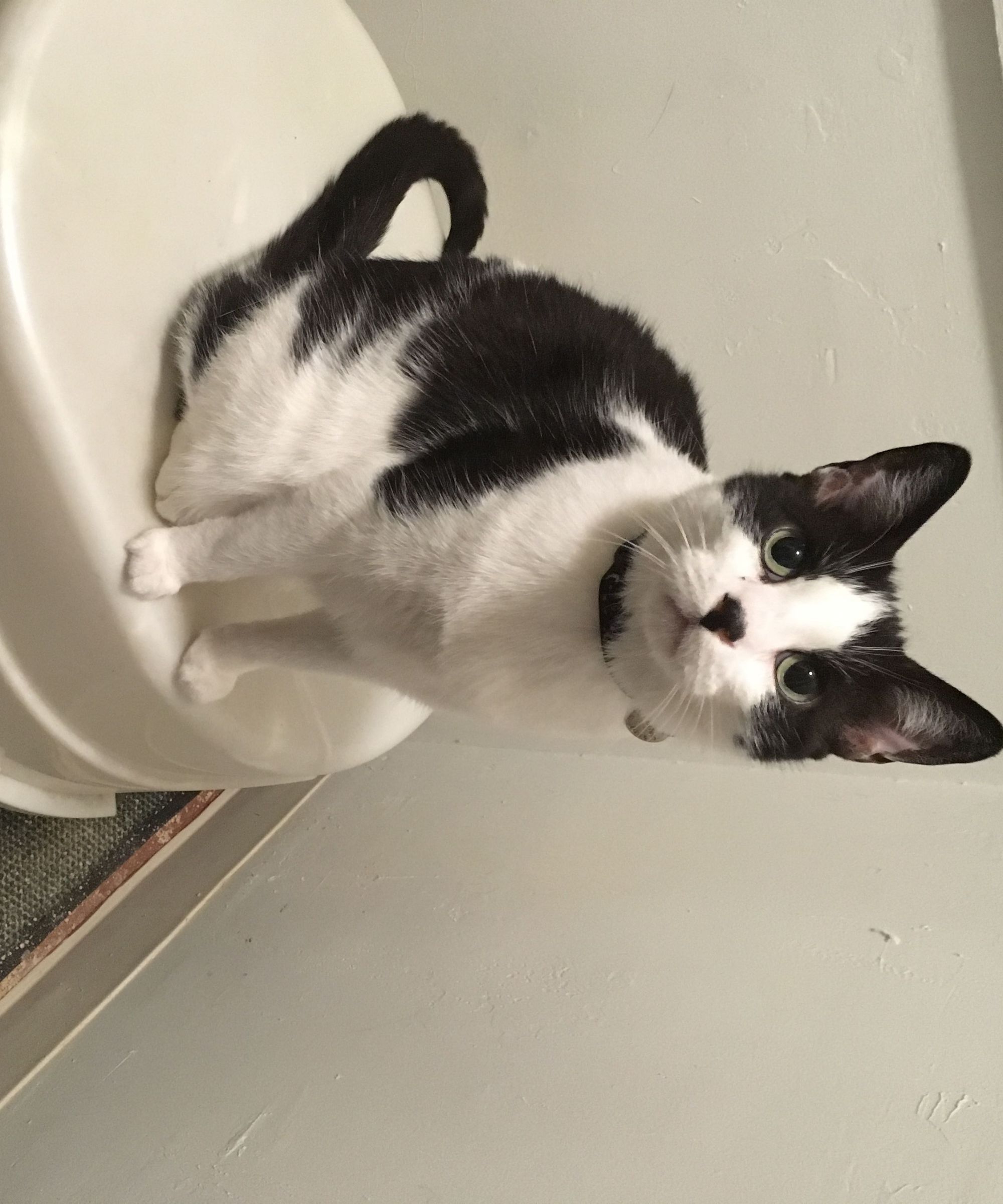 Cat Litter Box Cleaning Indicator/Timer