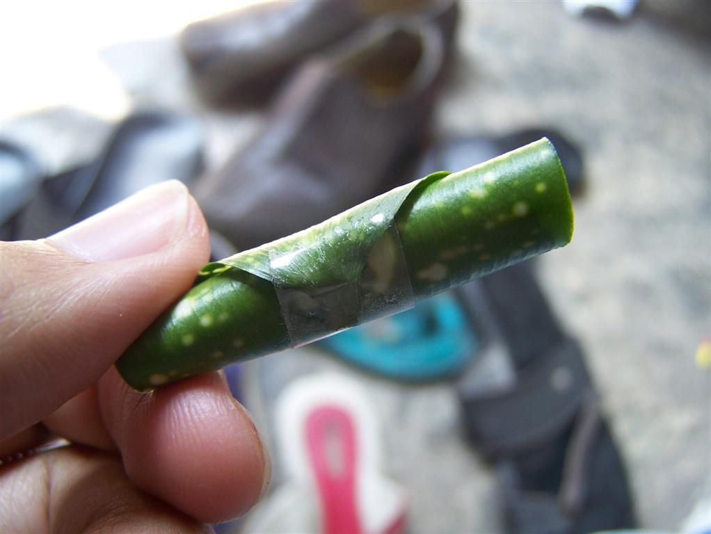 Dracena Leaf Quack Instrument