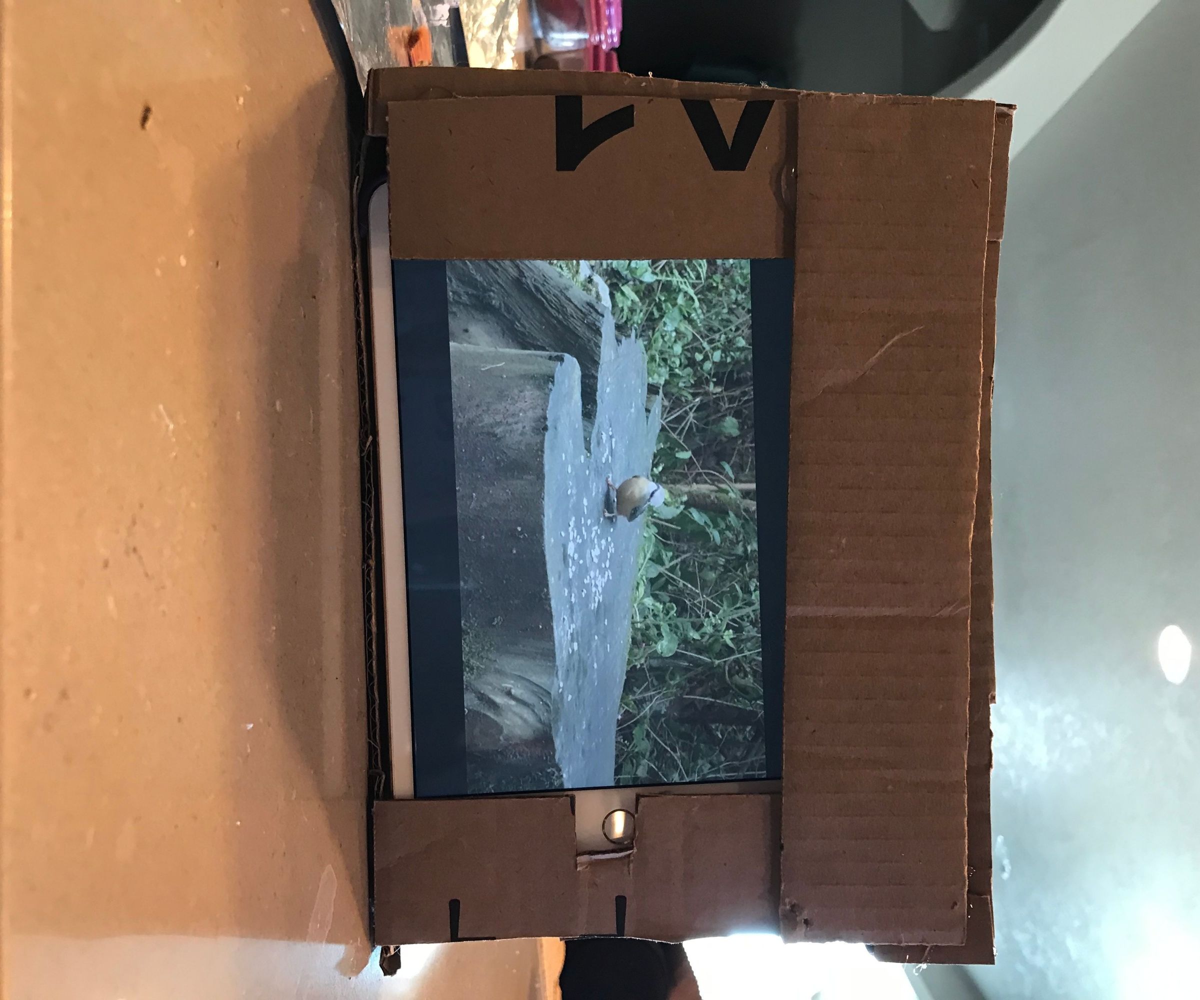Cat TV for Working From Home