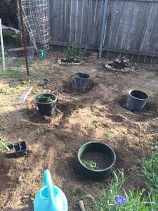 Gopher-Proof Tomatoes