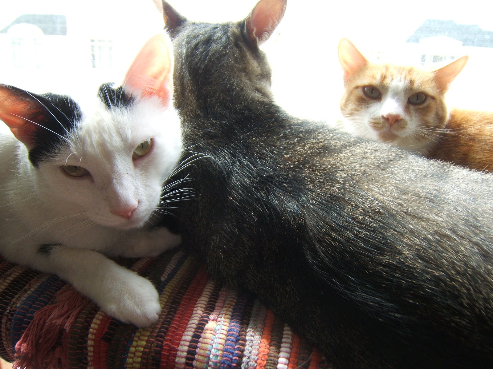 Collection Cover Image: Cats