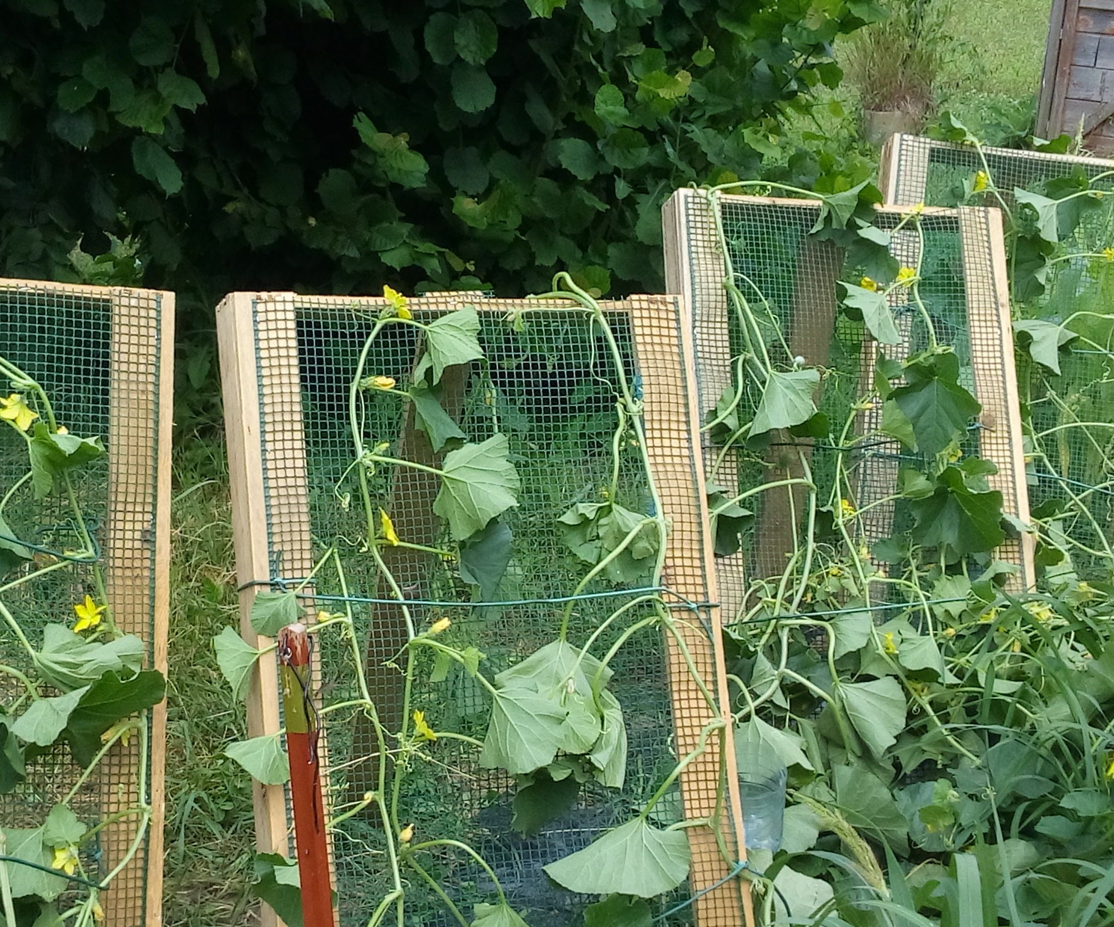 Horticultural solar panel