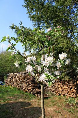 Growing Apple Trees From Seed. : 7 Steps - Instructables