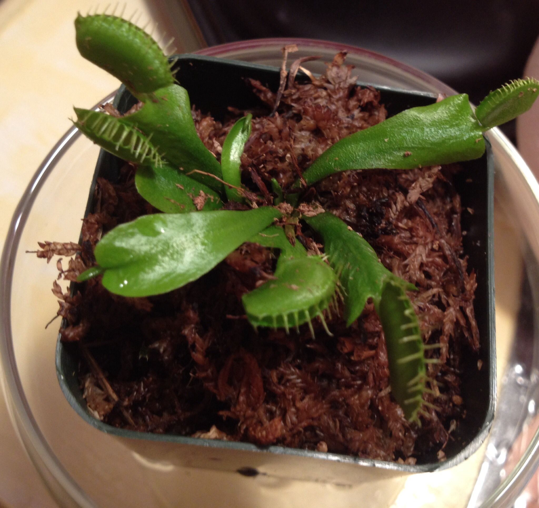 A Plant To Keep Bugs Away!