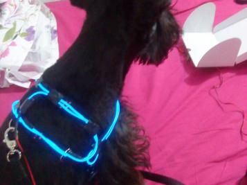 Fluorescent Dog Collar (TRON'S DOG)