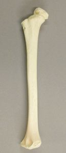 Adding the Fingers and the Elbow Bone