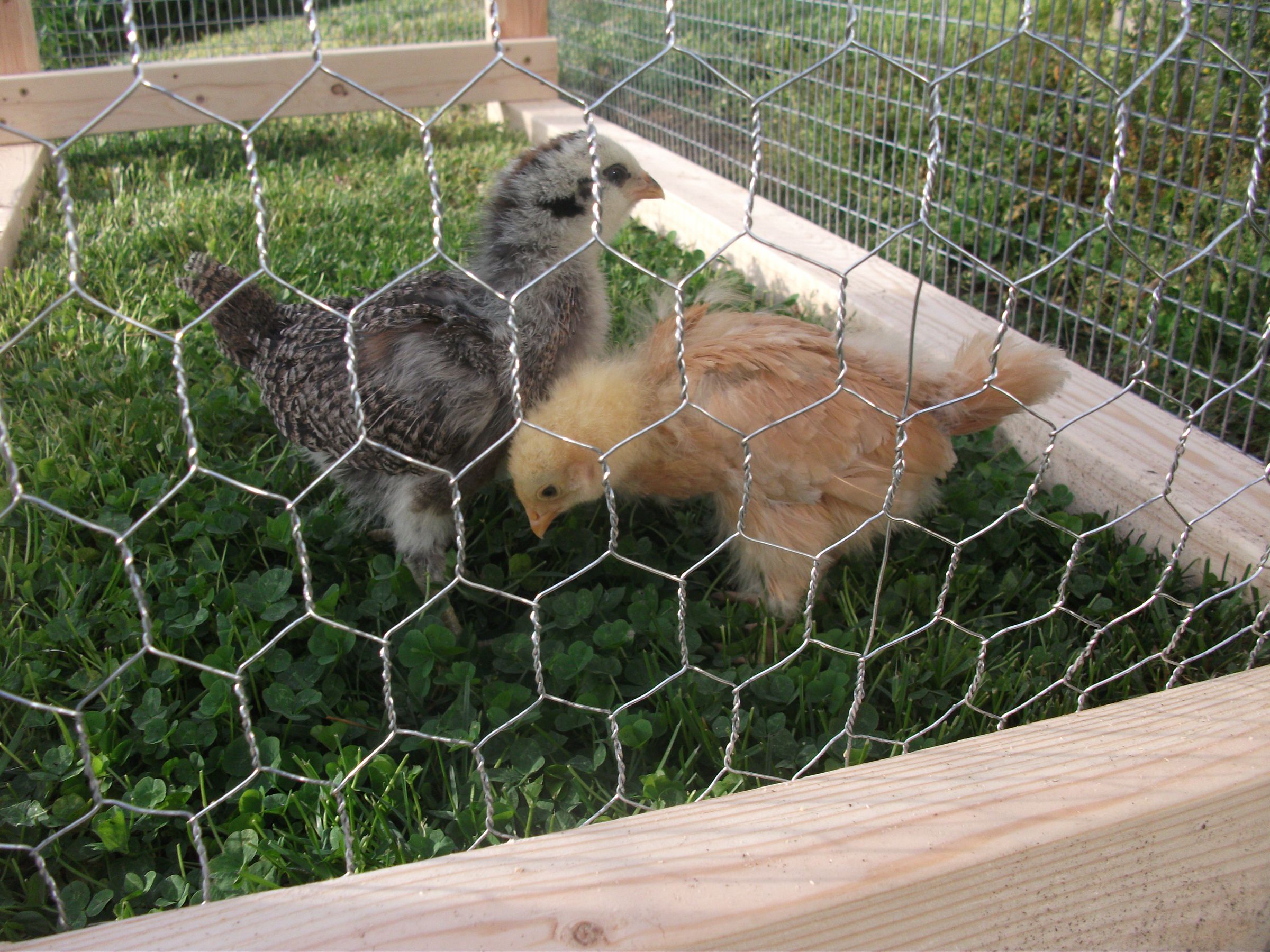 PVC Chicken Gravity Feeder