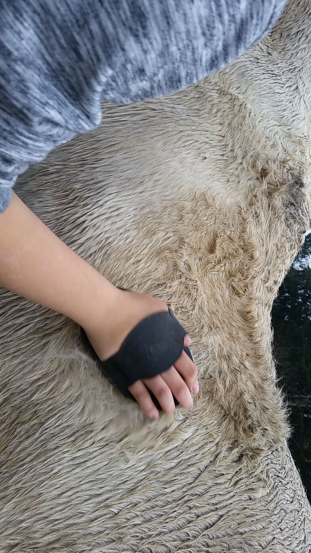 How to Groom a Horse and What You Need Instructables