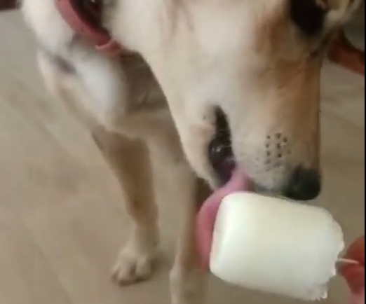 Melon and Yogourt Ice Cream