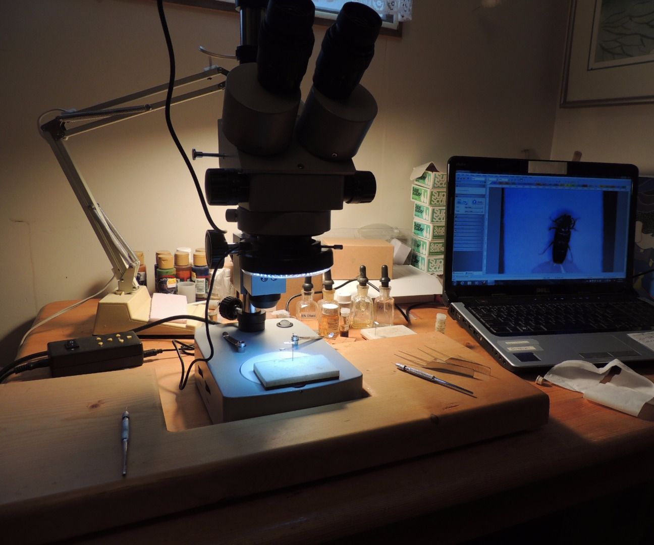 Beetle Dissection and Mounting