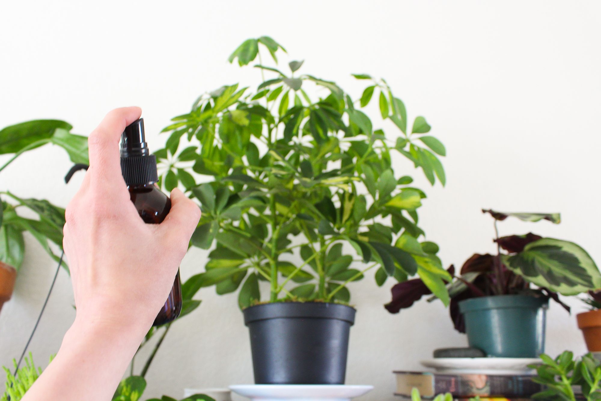 How to Increase Humidity for Houseplants 6 Steps (with Pictures