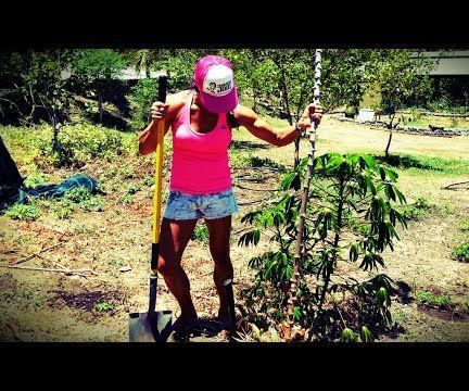 How To Plant Cassava \ Yuca \ Tapioca
