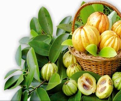  Garcinia Cambogia Free Trial