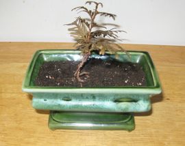 Starting a Bonsai From Seed : 6 Steps (with Pictures) - Instructables