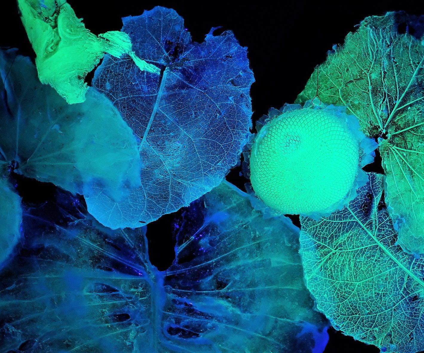 Glowing Leaves: Rapid Moldmaking in Nature