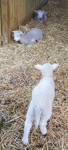 Ram Lamb Rescue!