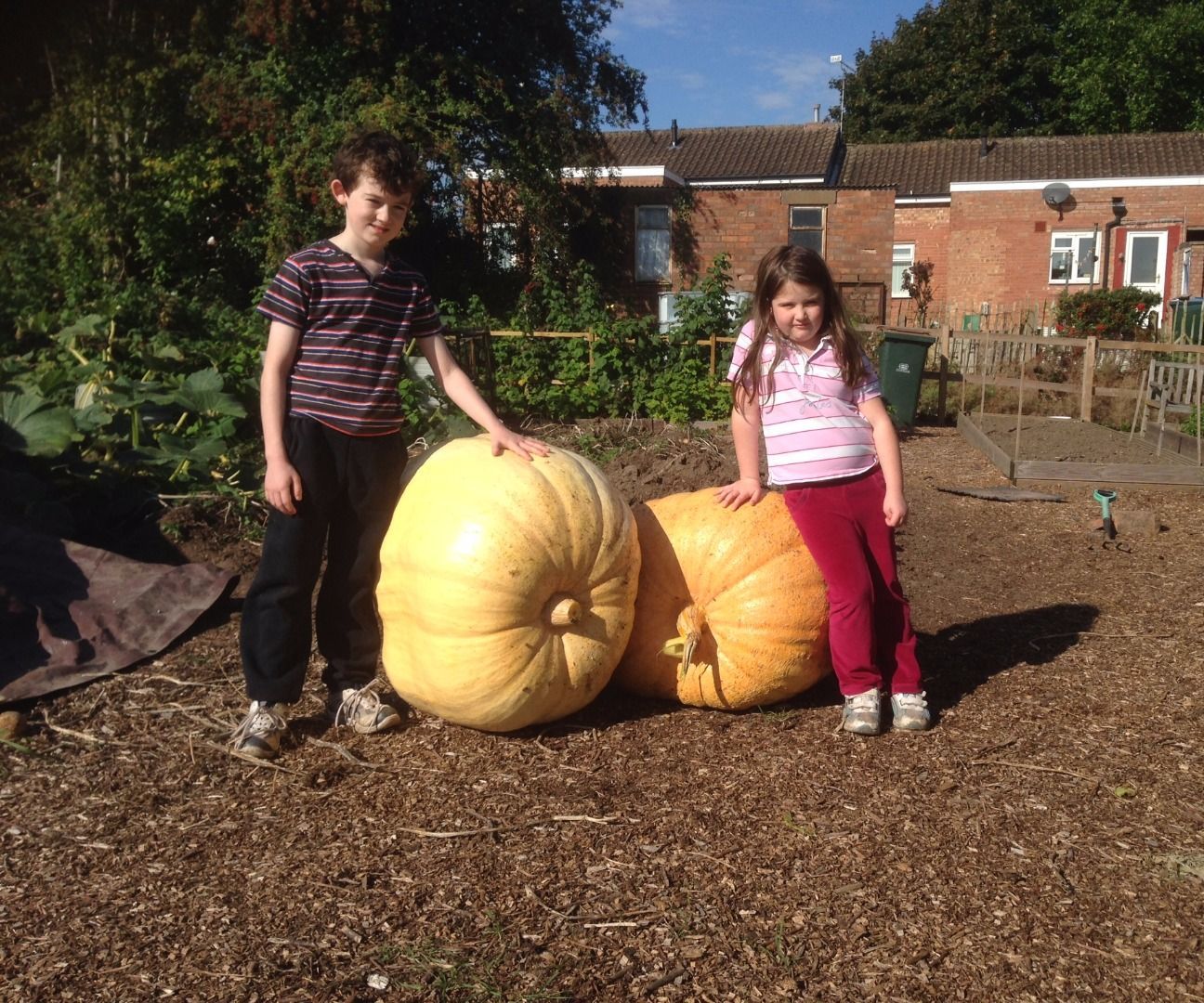 Super Sized Pumpkins