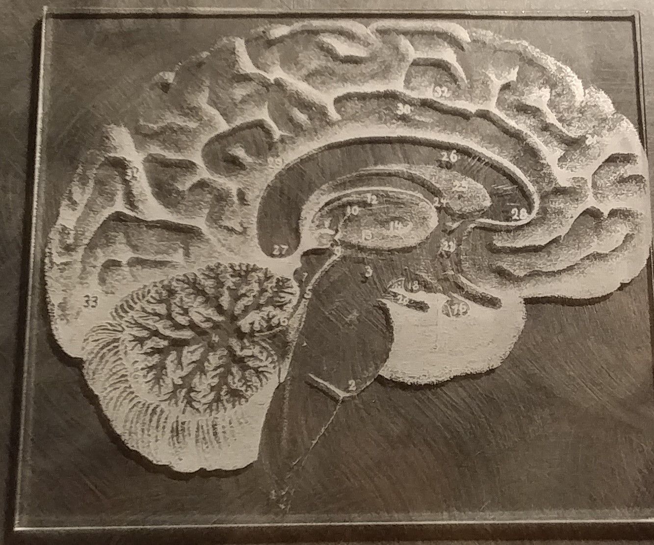 Brain Diagram Etched by Laser Cutter on Plexiglass