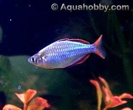 Melanotaenia Praecox Neon Rainbowfish