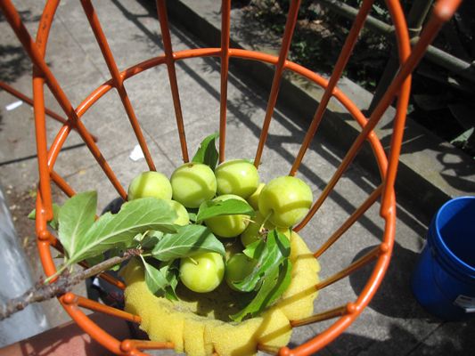 Two Vastly Improved Fruit Pickers