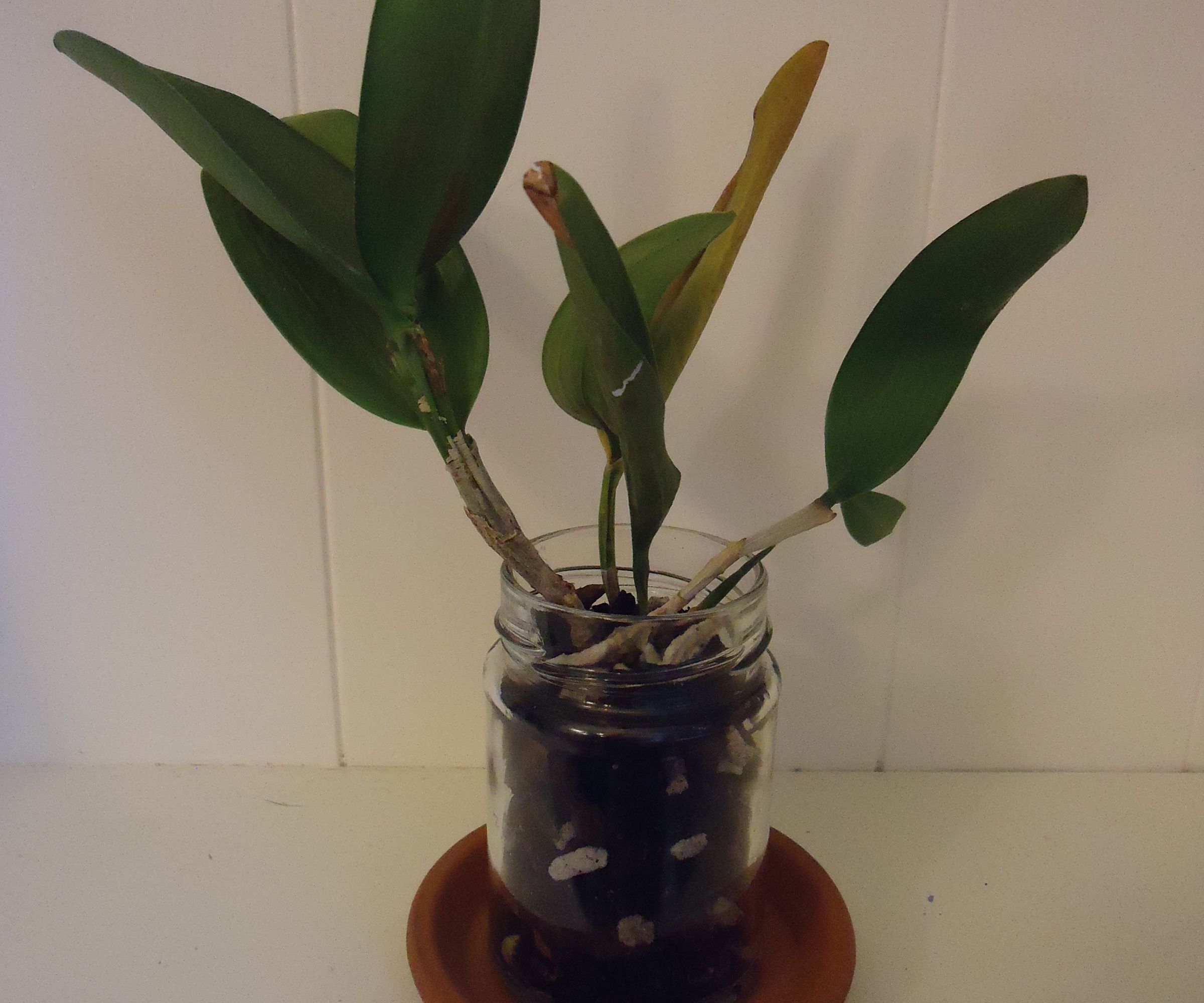 Glass Jar Orchid Pot