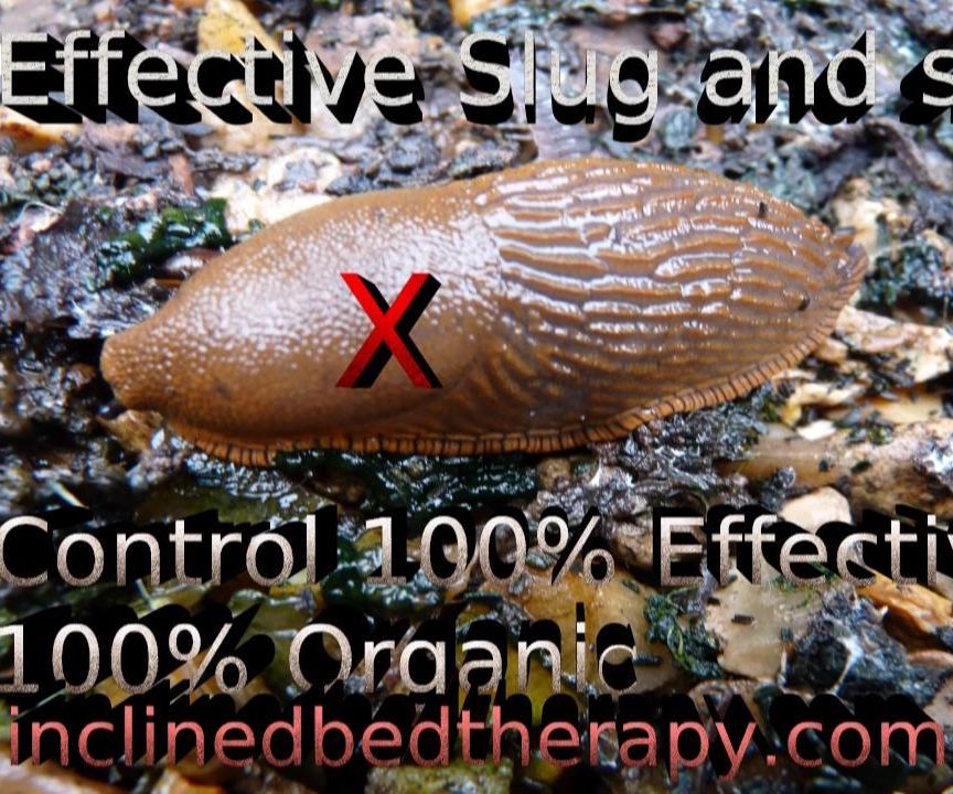Effective Slug and Snail Trap 