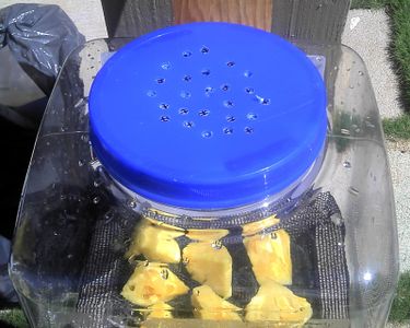 Free, Green, Solar Dehydrator